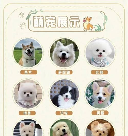 柴犬绍兴成都有卖吗多少钱？购买柴犬的正确途径是什么？