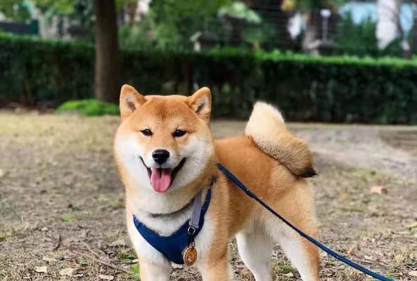 柴犬绍兴成都有卖吗多少钱？购买柴犬的正确途径是什么？