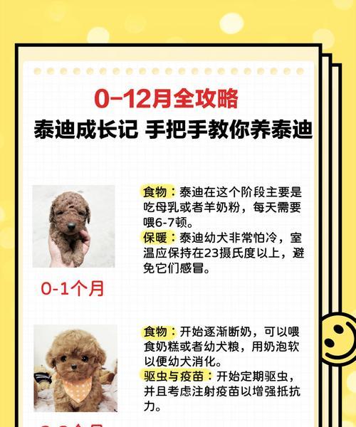 圆泰迪幼犬的售价是多少？购买时应该注意哪些问题？