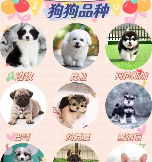 柴犬一只正宗多少钱？如何辨别柴犬的真伪？