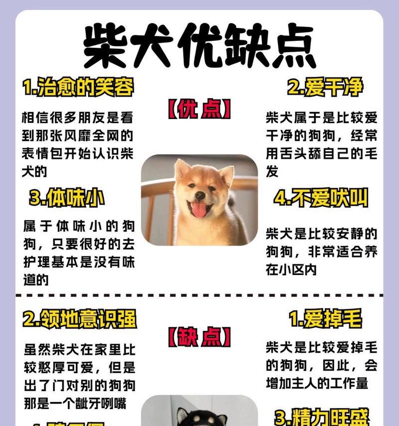 柴犬一只正宗多少钱？如何辨别柴犬的真伪？