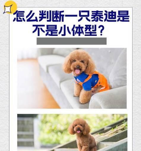 三岁的泰迪犬价格是多少？