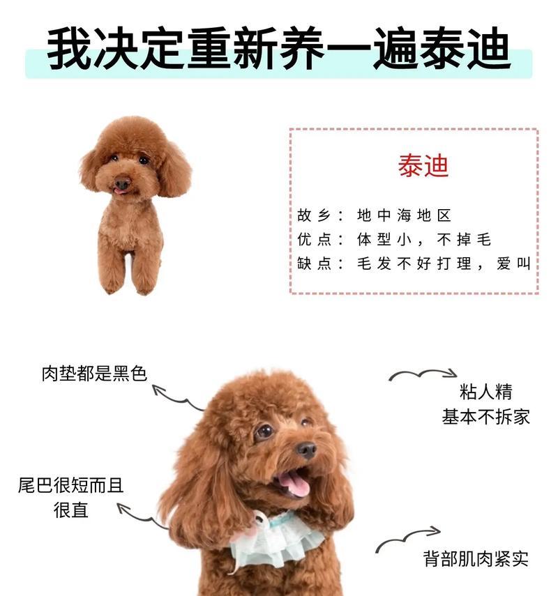 泰迪多少钱一只小的？购买小型泰迪犬需要准备多少预算？