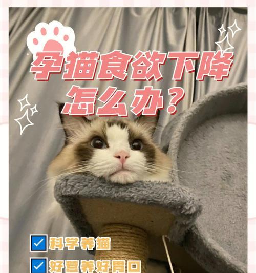 为什么有些狗偏爱猫粮的味道？这会影响它们的健康吗？