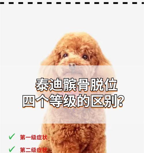 泰迪宝宝进行髌骨手术的费用是多少？手术后的恢复期是多久？