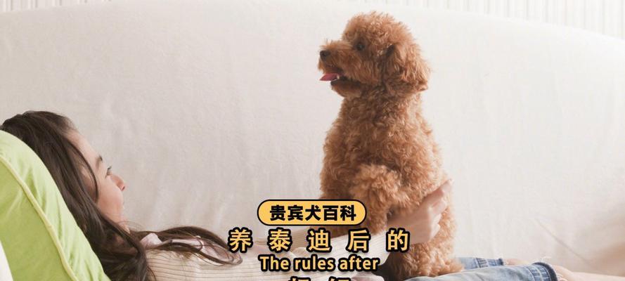 养泰迪犬每月成本多少？如何合理预算？