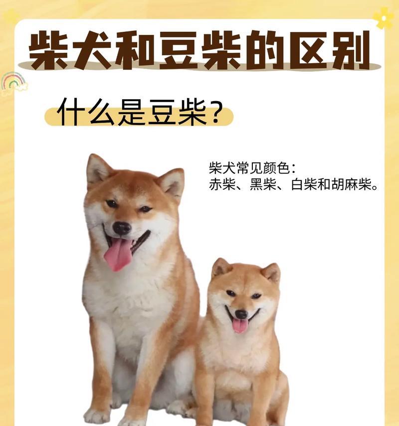 豆柴犬的最大体重是多少？如何控制其体重？