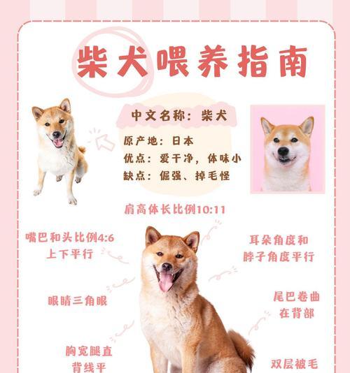 封丘家养柴犬的质量如何？封丘家养柴犬的价格是多少？