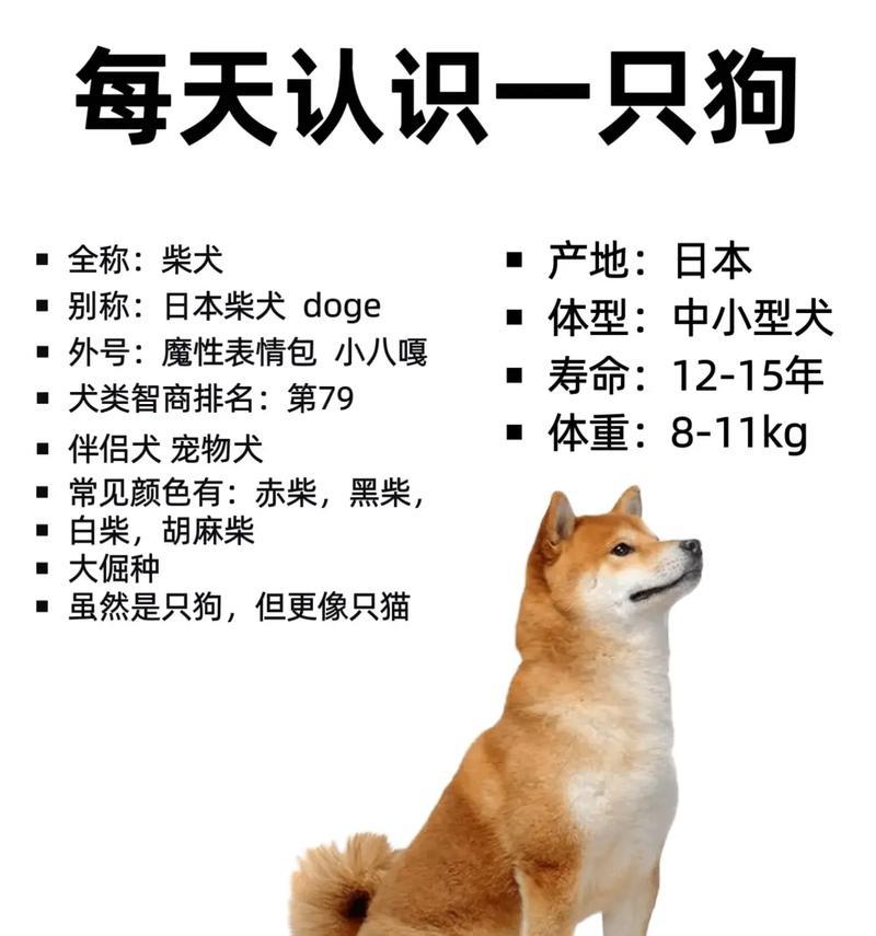 封丘家养柴犬的质量如何？封丘家养柴犬的价格是多少？