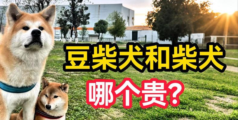 封丘家养柴犬的质量如何？封丘家养柴犬的价格是多少？