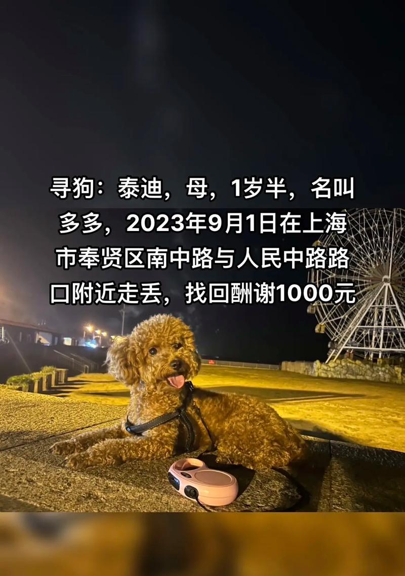 即墨丢失泰迪犬如何找回？找回泰迪需要支付多少费用？