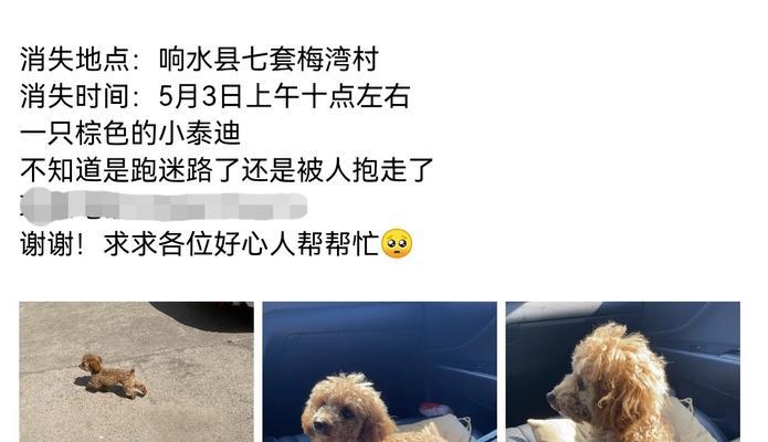 即墨丢失泰迪犬如何找回？找回泰迪需要支付多少费用？