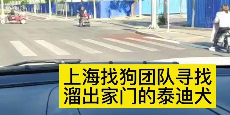 即墨丢失泰迪犬如何找回？找回泰迪需要支付多少费用？