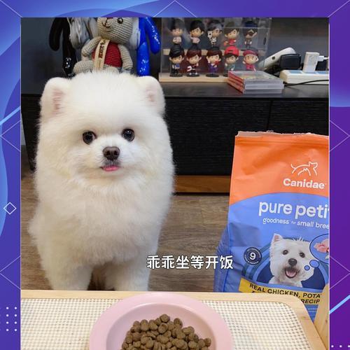 小型犬繁殖时应注意哪些事项？如何确保小狗健康？