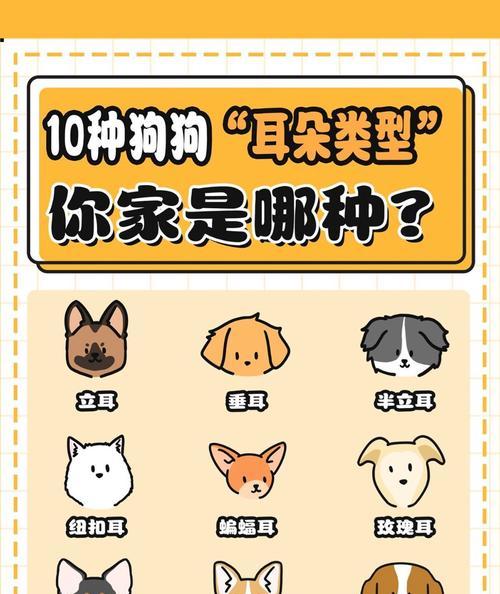 哪些是高档的大型犬品种？它们各自的特点是什么？