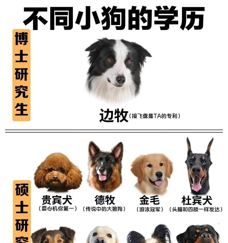 北京允许饲养哪些小型犬品种？选择时应注意什么？