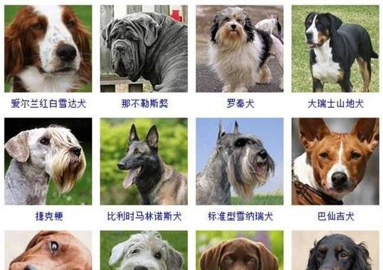 北京允许饲养哪些小型犬品种？选择时应注意什么？