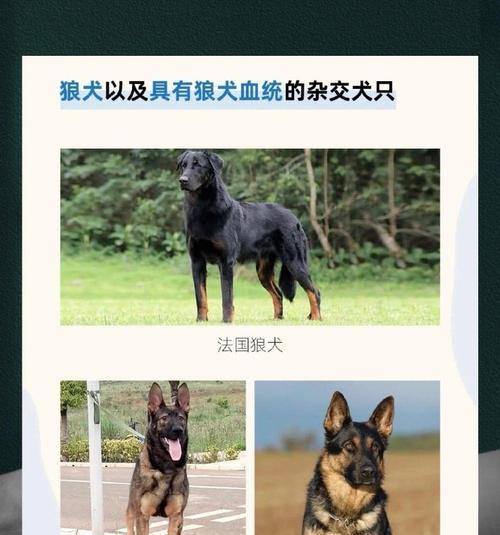 郑州地区禁止饲养哪些中大型犬种？如何查询当地禁养犬种名单？