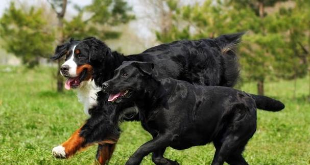 中国排名前十的大型犬品种有哪些？