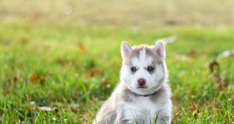 南阳市区内禁止养哪些大型犬？违反规定会有什么后果？