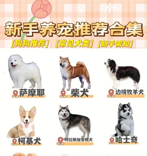 南阳市区内禁止养哪些大型犬？违反规定会有什么后果？