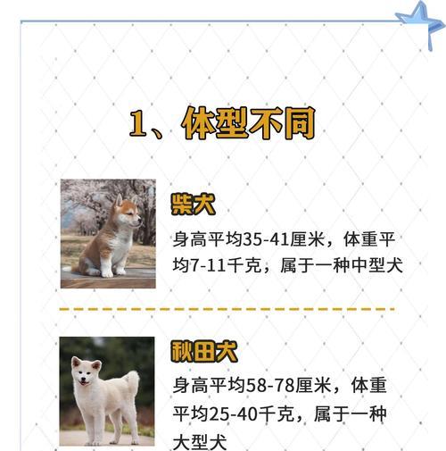 柴犬配种后多久能确定怀孕？