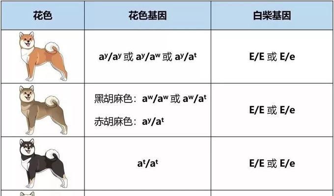 柴犬配种后多久能确定怀孕？